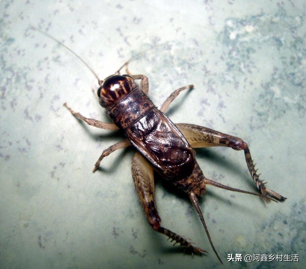 蟋蟀最高能卖多少元,蟋蟀赚钱