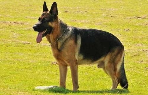 护卫犬罗威纳可以在城市饲养吗,适合城市饲养的护卫犬颜值在线