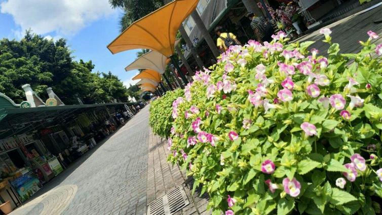 深圳到海南一周自驾游最佳方案,深圳周边旅游景点推荐自驾游