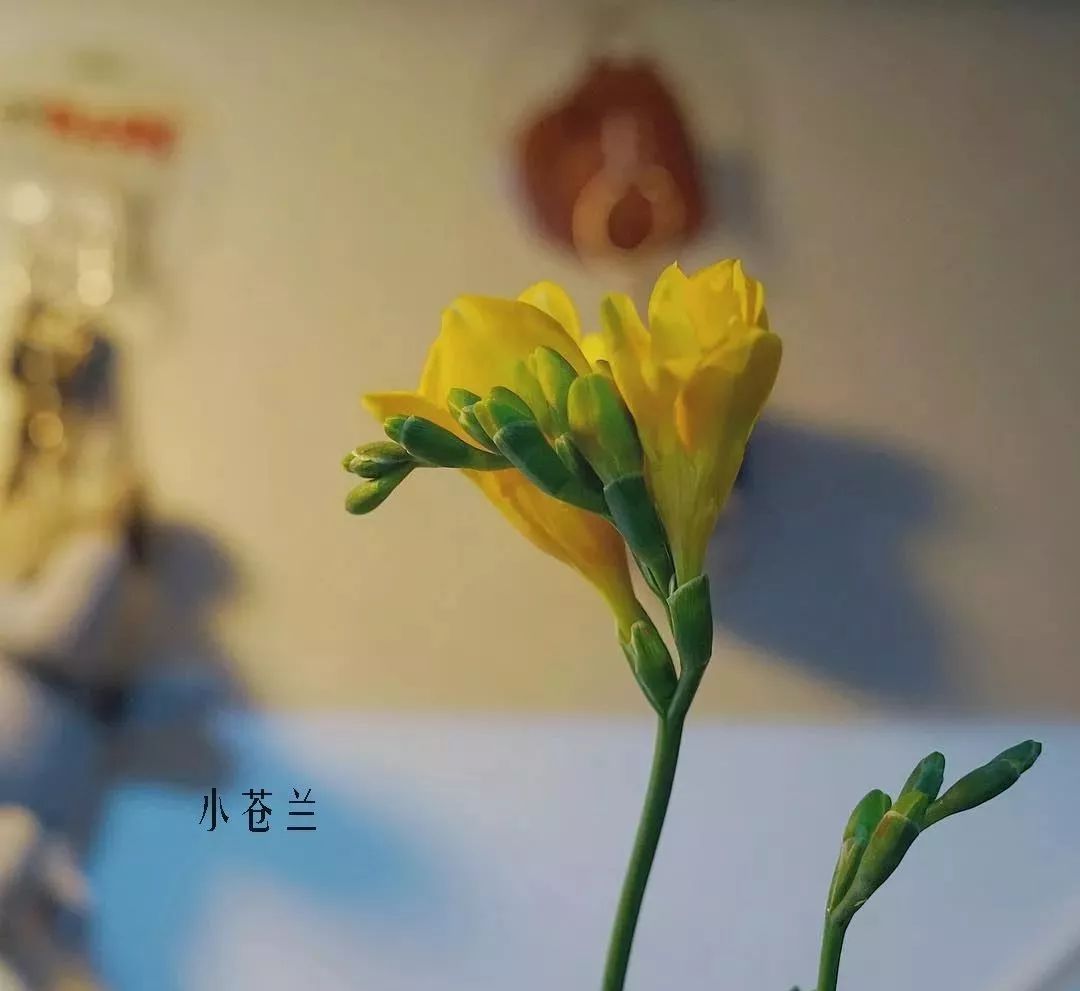 花店里同款的两种不同价格的花材,花店最容易被顾客误解的几种花材