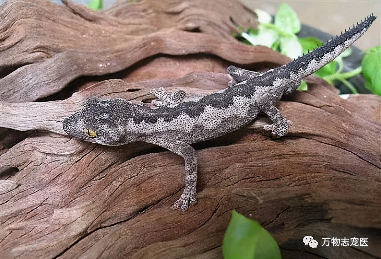 新宠到家,新宠到家注意事项