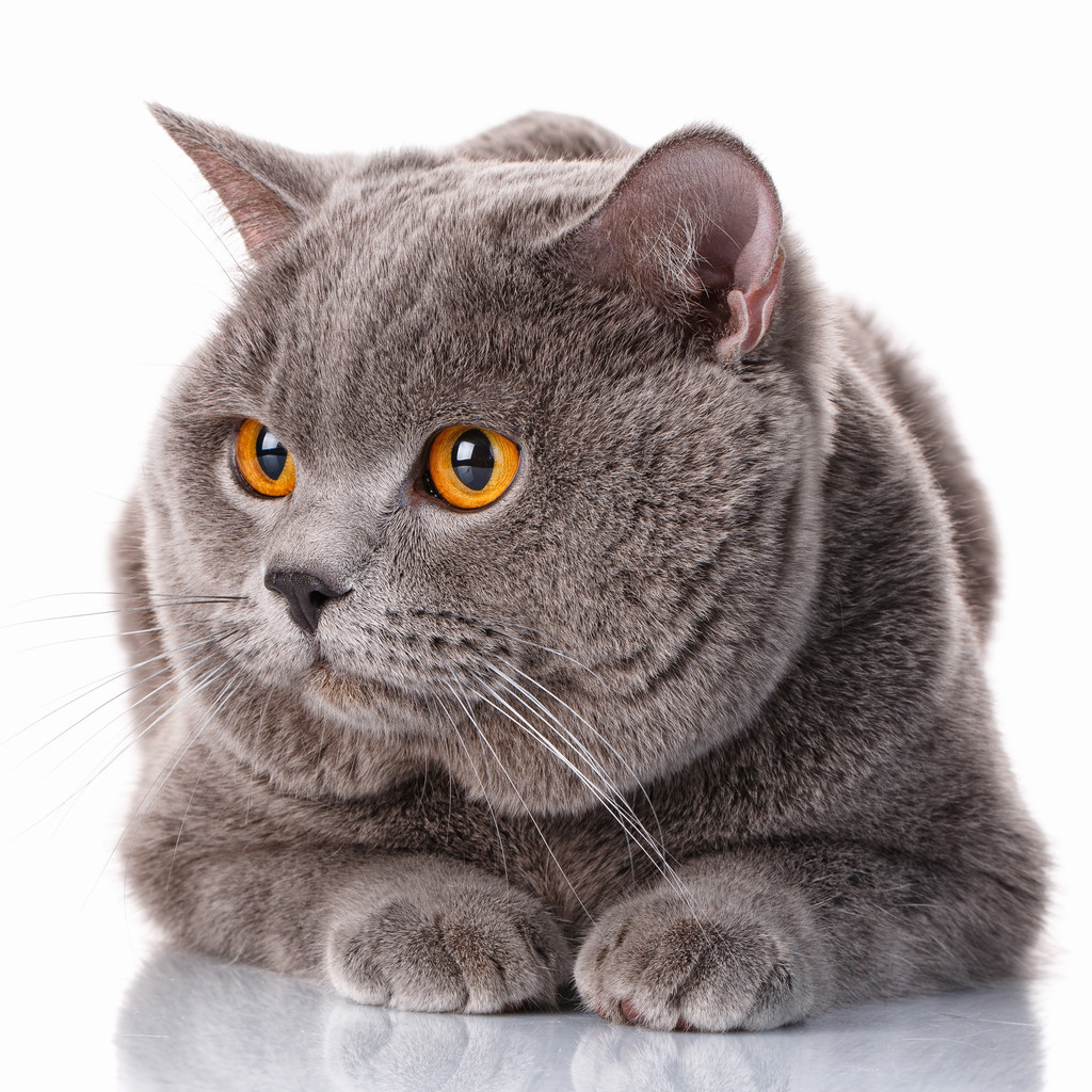 这6种猫不值得买,这六种猫咪千万别买