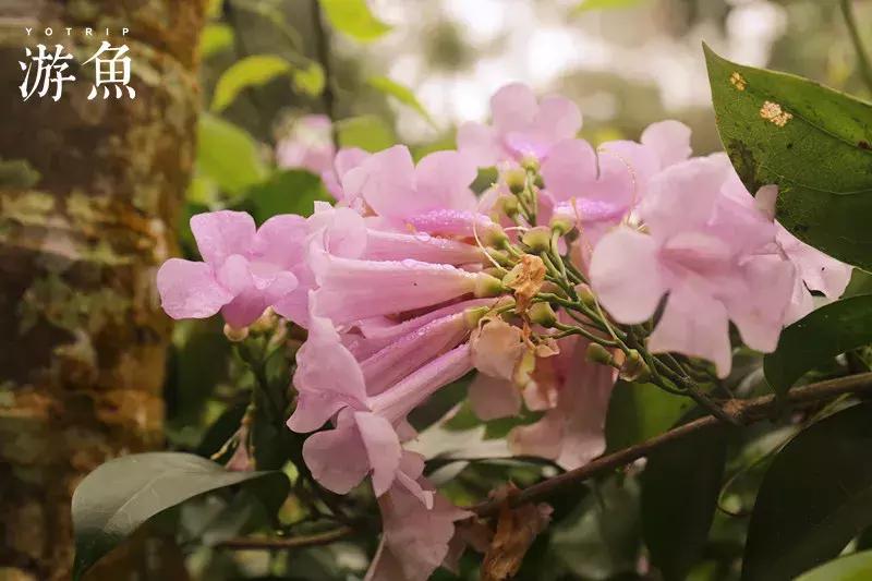 希尔顿兴隆湖,希尔顿酒店兴隆店