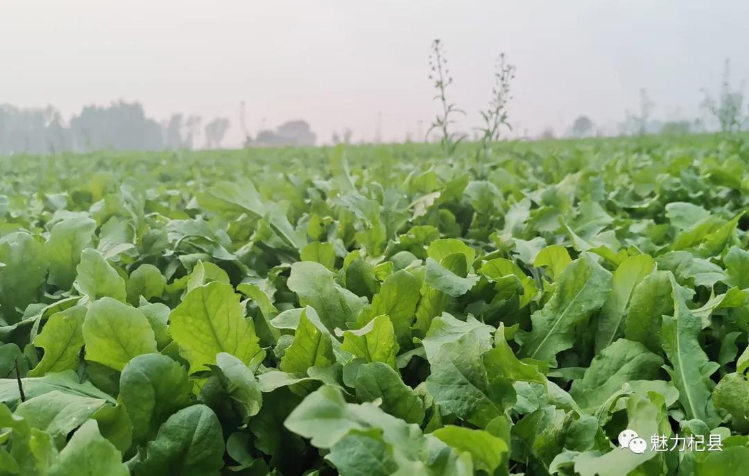 荠菜团,荠菜团花