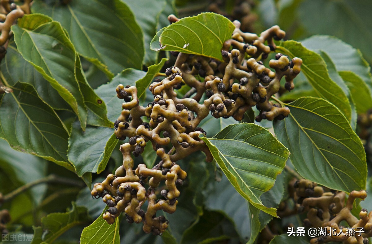 各种可以吃的野菜图片大全及名称 (100种野菜图片大全和名称和吃法)