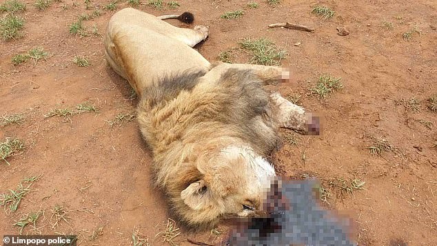 南非狮子头部被铁丝缠绕死亡,南非雄狮被枪杀