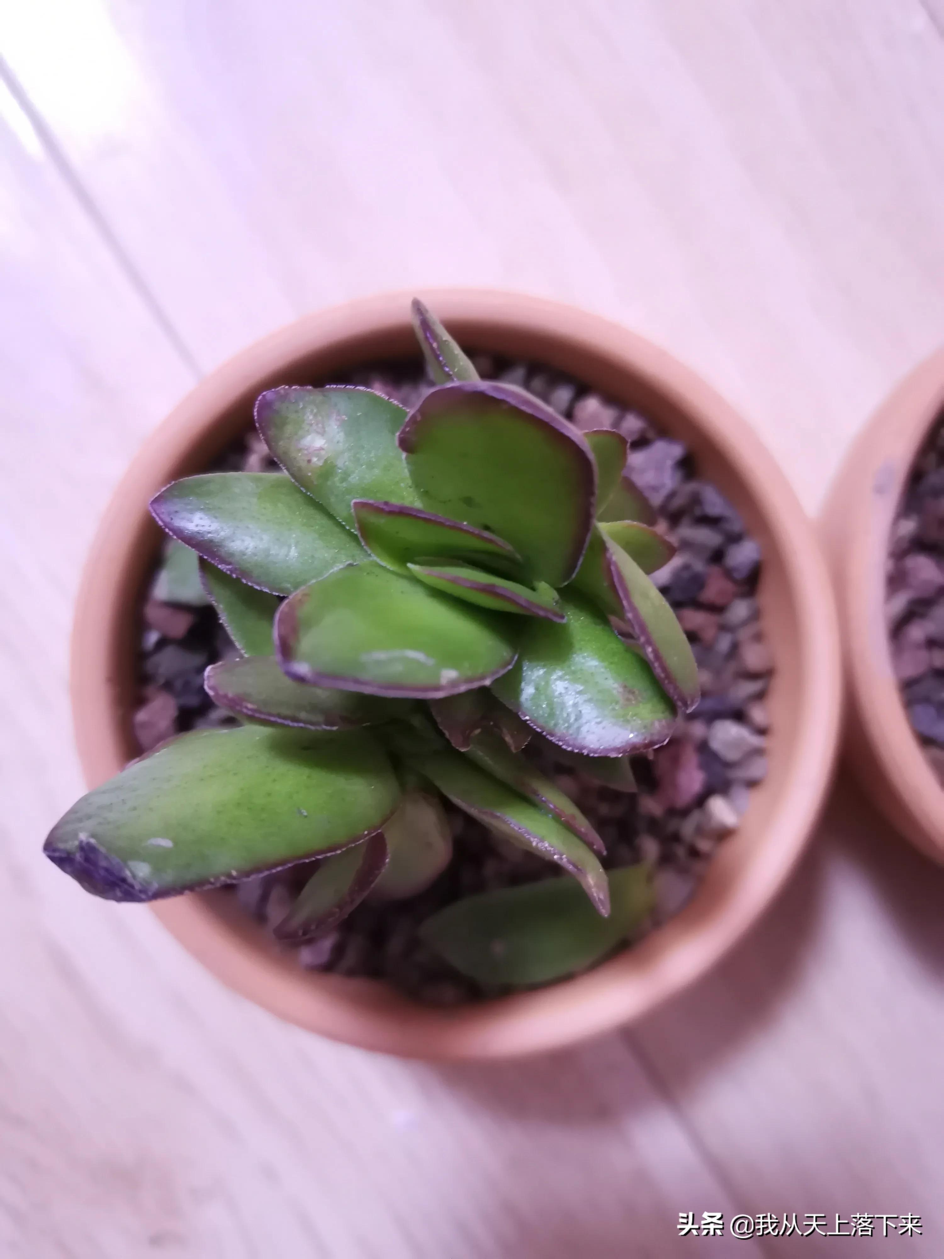 89种常见多肉植物品种图，实物拍摄，还不认识的小伙伴赶紧收藏好