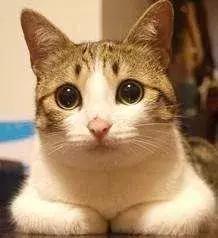 我想领养一只小猫咪,有人想领养一只金色猫咪吗