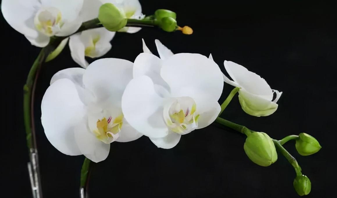 鍏拌姳绉嶇被鍥鹃壌,鐪嬭姦澶磋鲸鍏拌姳绉嶇被