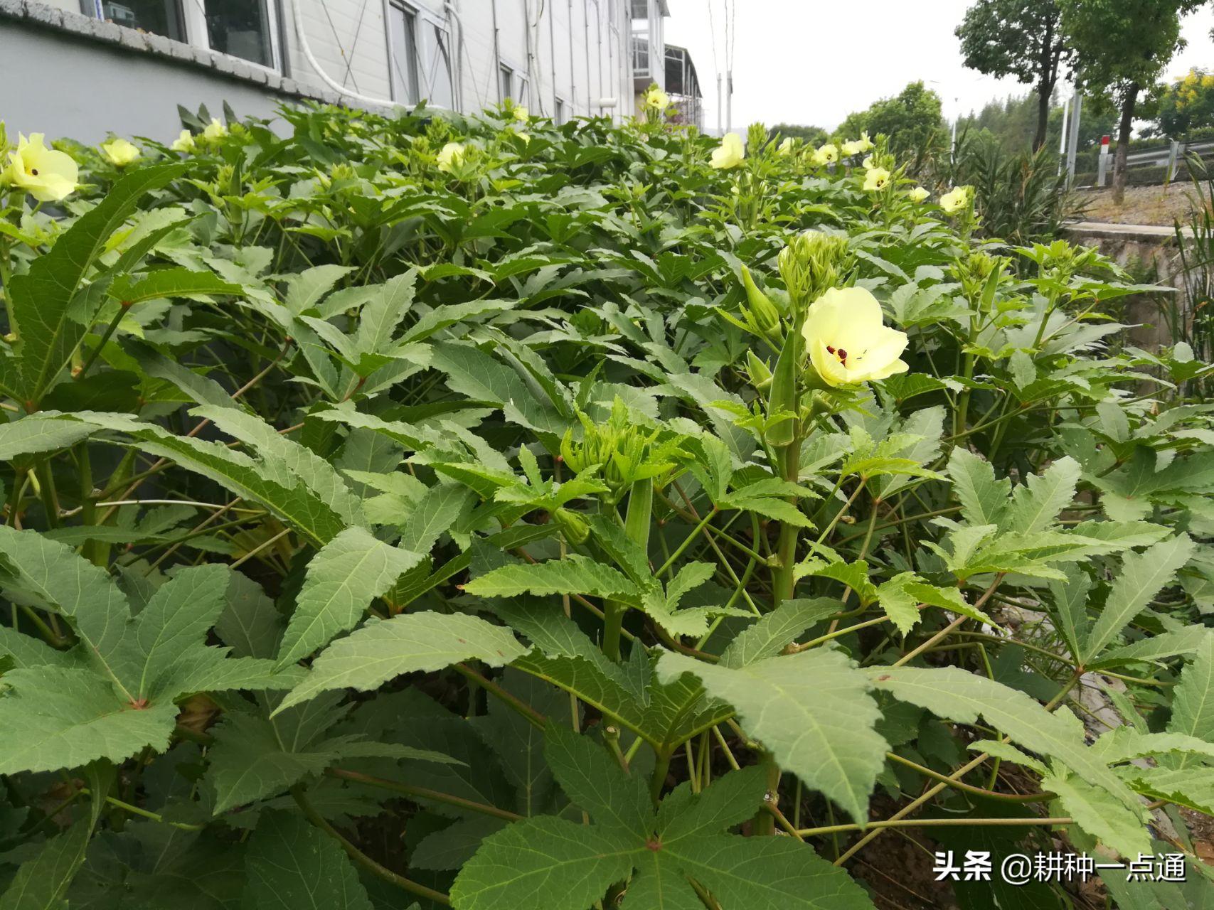 黄秋葵主要虫害有哪些,黄秋葵病害图片大全