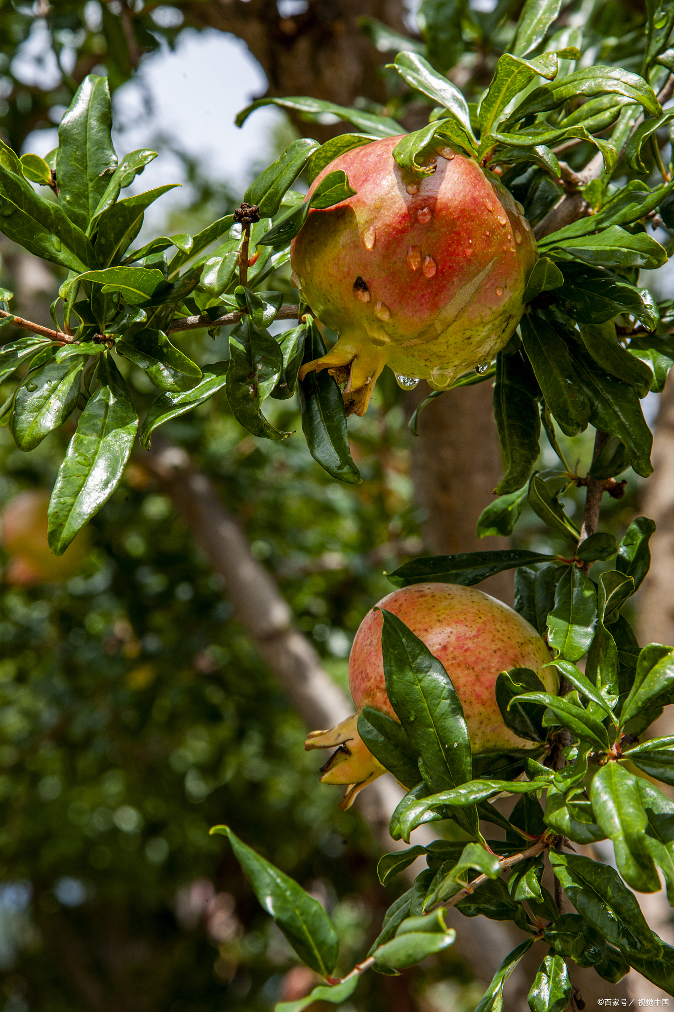 农村后院适合种啥树,家里种哪五种树可以旺家多子多福