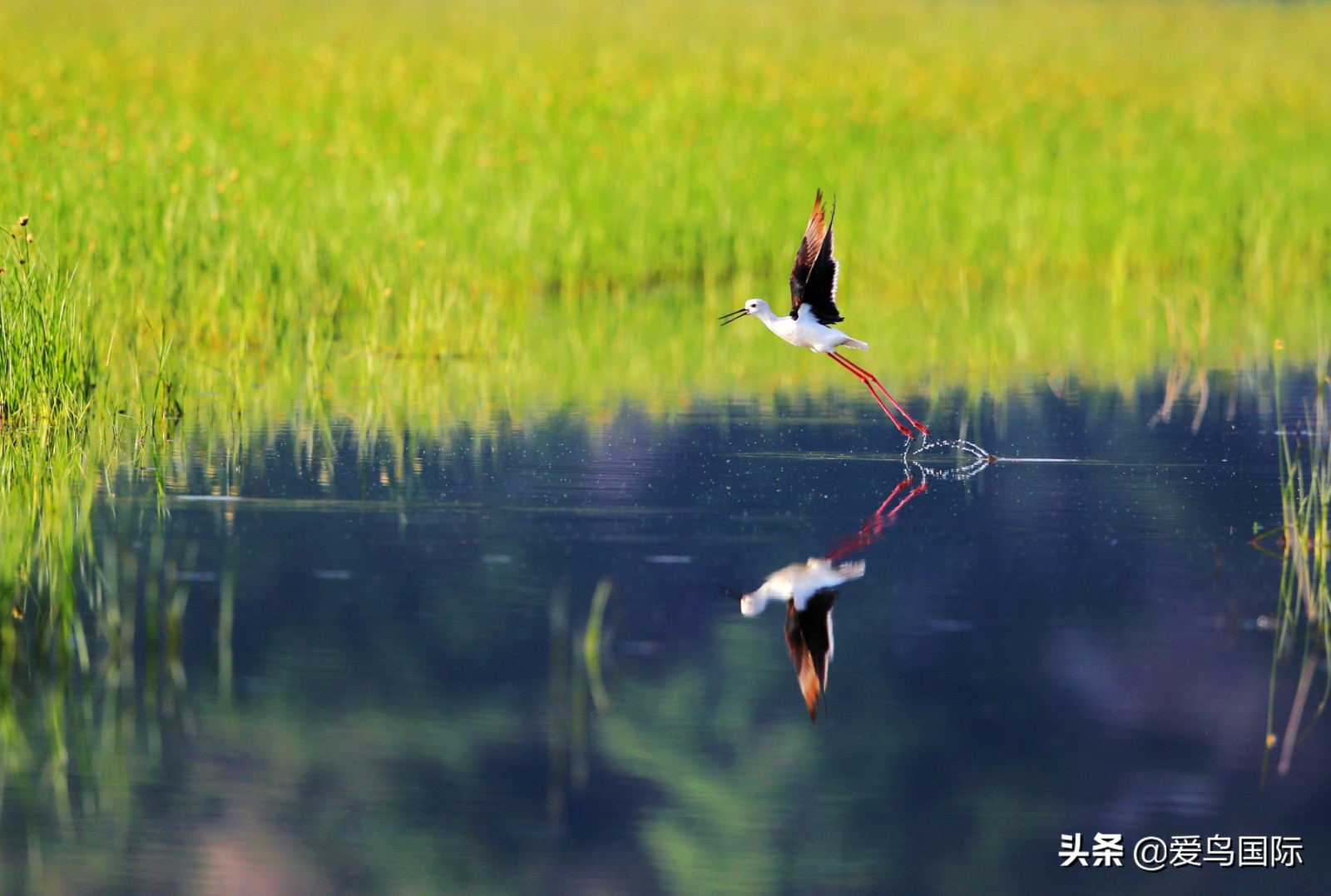 鸟类最好看的照片,100张绝美鸟类图片