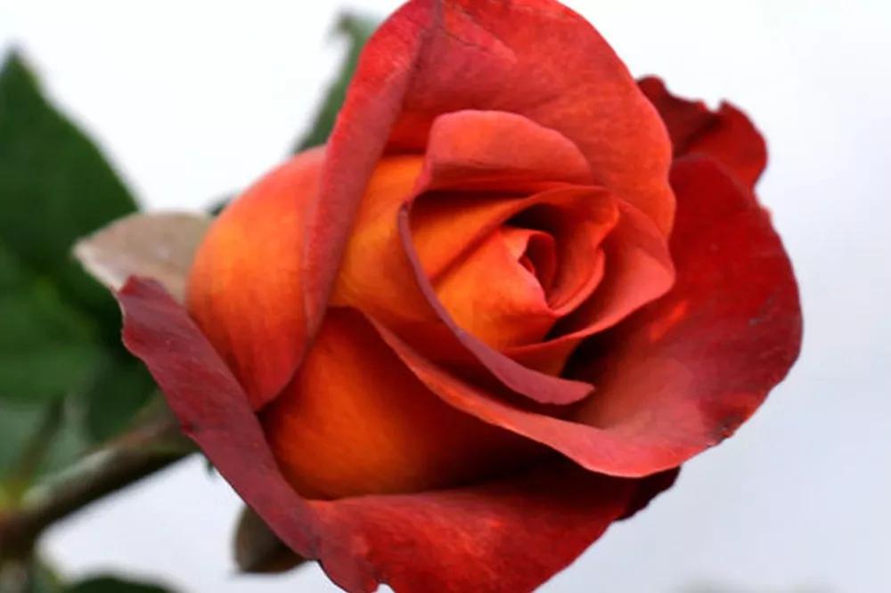 花店必备的5款玫瑰,鲜花图鉴一次性认识30种玫瑰花