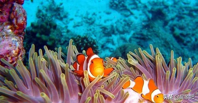 蜜月潜水看海推荐,全球最适合蜜月旅游的海岛