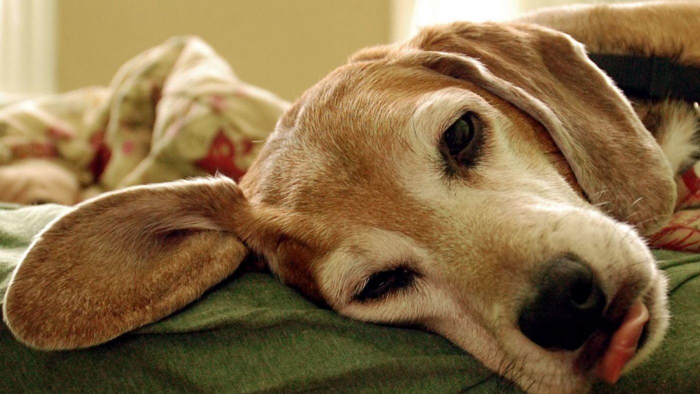 狗狗睡觉“呜呜叫和抽搐”,像在做噩梦!怎么办?