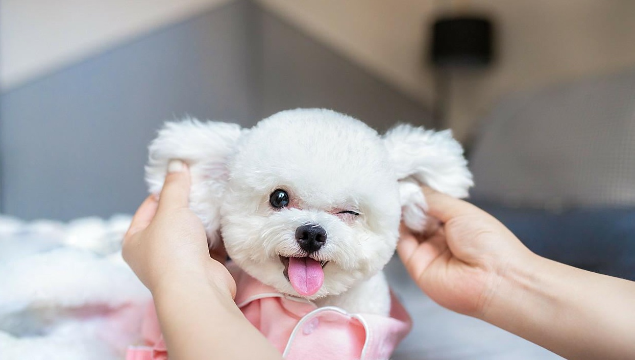 比熊犬好养活吗知乎,比熊犬好饲养吗知乎