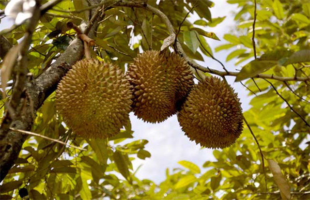 减肥晚上可以吃什么水果代替晚餐,适合当晚饭的几种水果