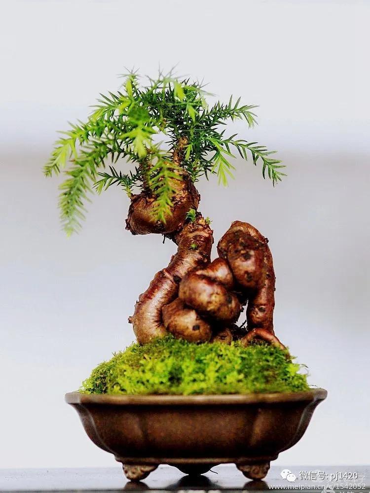 澳洲杉怎么长出漂亮根部,如何养好澳洲杉