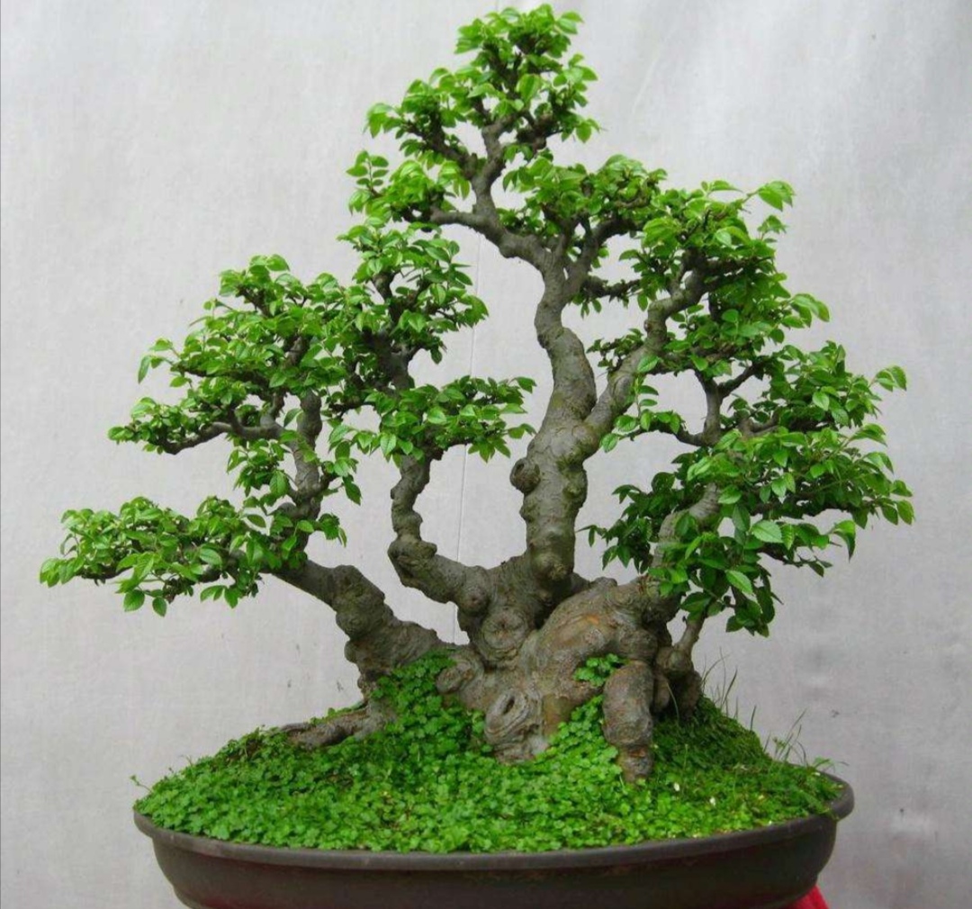 什么的树木适合做盆景,适合制作盆景有什么树种