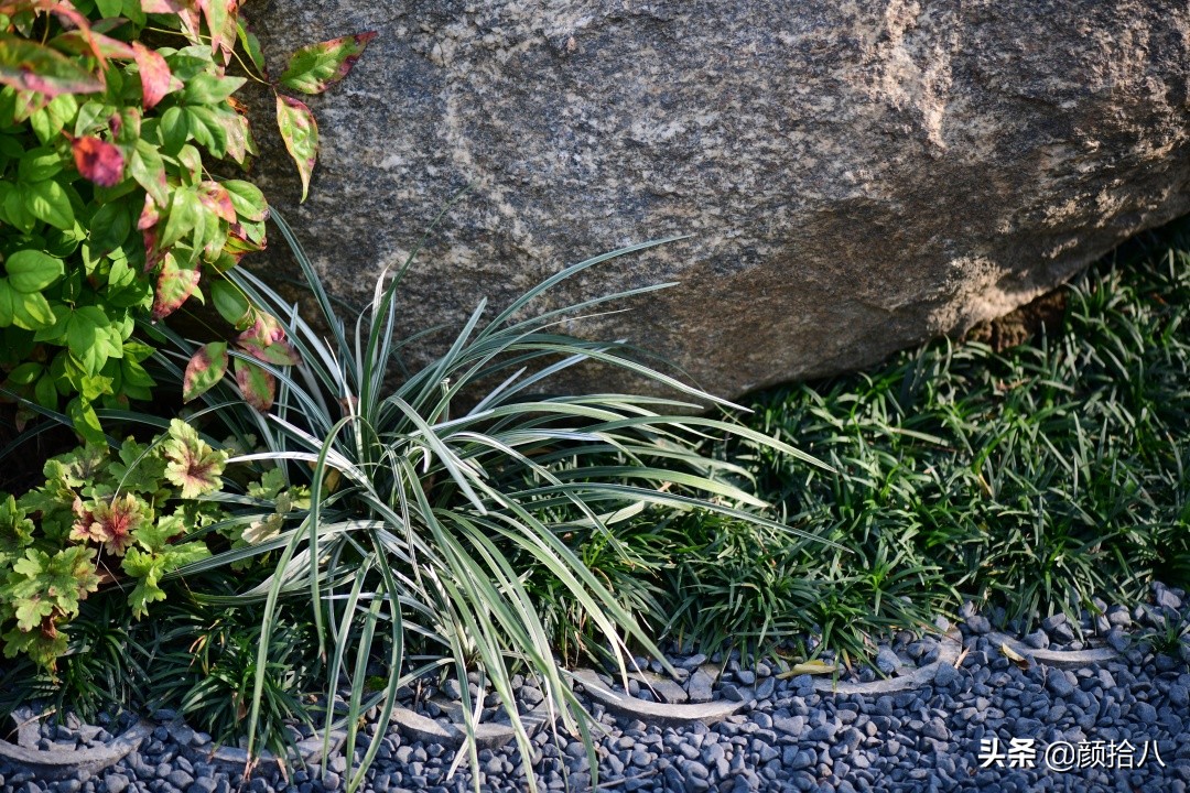 花园里的银边麦冬太好看，竟然被偷了|园丁