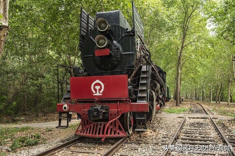 济南秋天的法国梧桐,济南一颗梧桐树