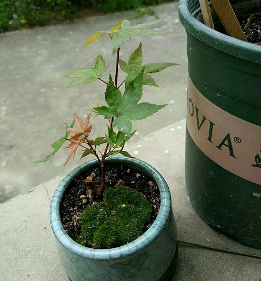 红枫如何提高观赏性,红枫扦插用老枝条好还是嫩枝条好