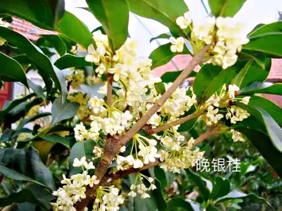 桂花嫁接其它品种桂花,桂花品种里有沉香桂花吗