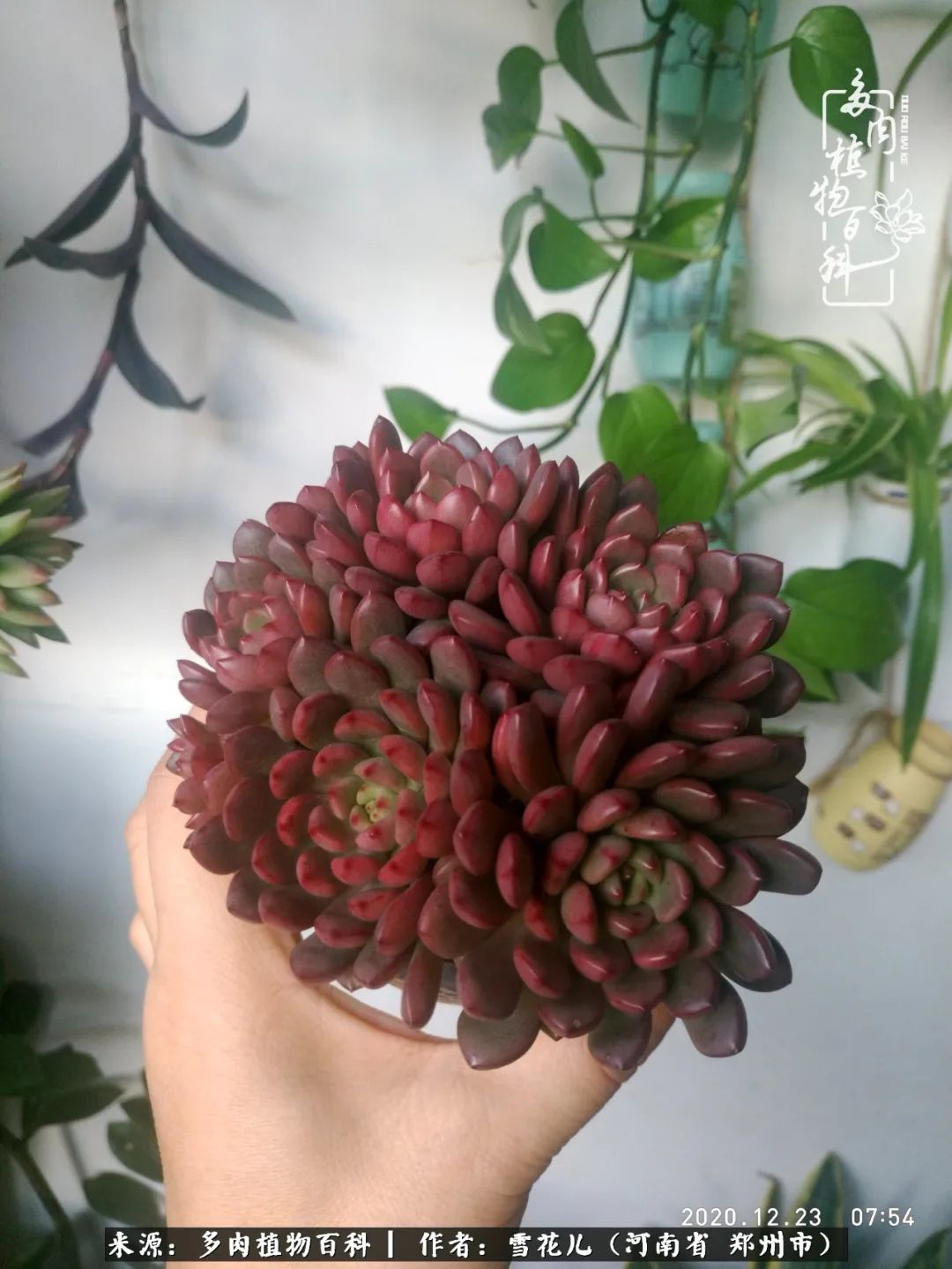 我的多肉乐园,多肉三寸阳台效果图