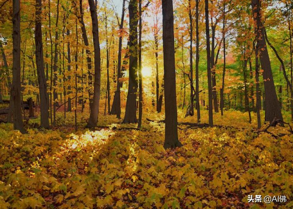 美国康奈尔大学校园风景,美国校园美景