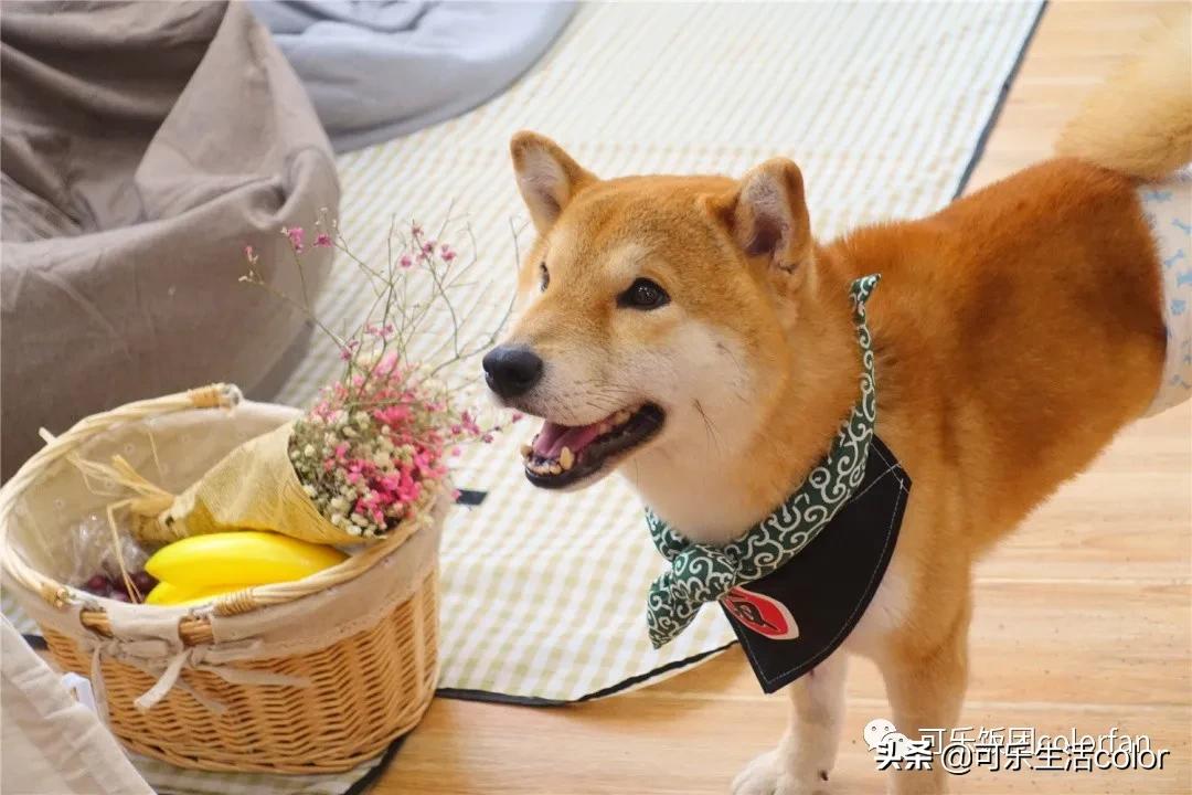 广州撸柴胜地！仲有怀旧零食、游戏室激萌柴犬周边