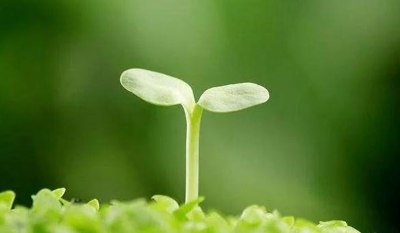 春季备孕正当时，关键要做对这几件事！