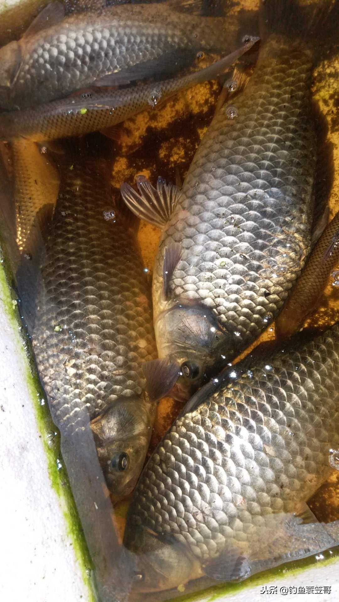 钓鲫鱼小鱼闹窝的最有效的方法,野生大型水库小鱼闹窝怎么钓鲫鱼