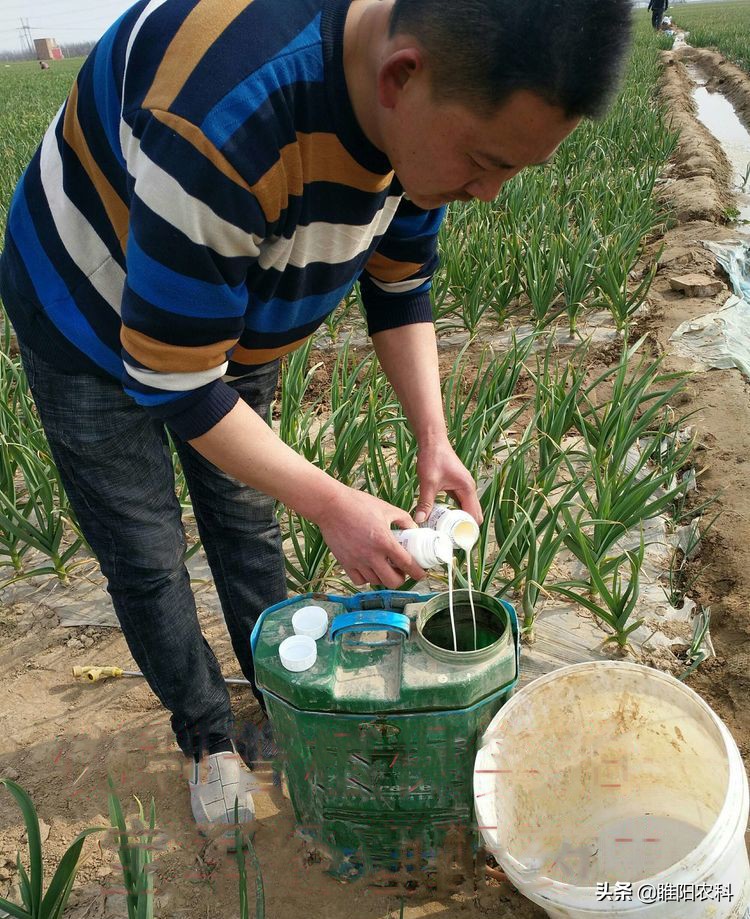 治蒜蛆的药持效期是多少天,治蒜蛆可以打的药