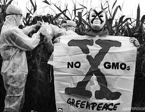 如何鉴别玉米转基因种子,转基因玉米的鉴别方法12粒