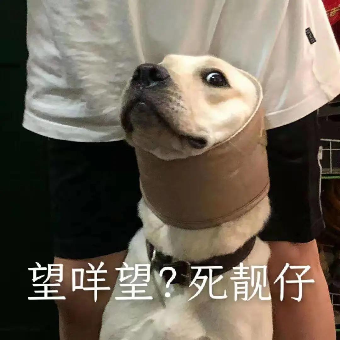 男生猛犬穿女装,男生细狗穿女装