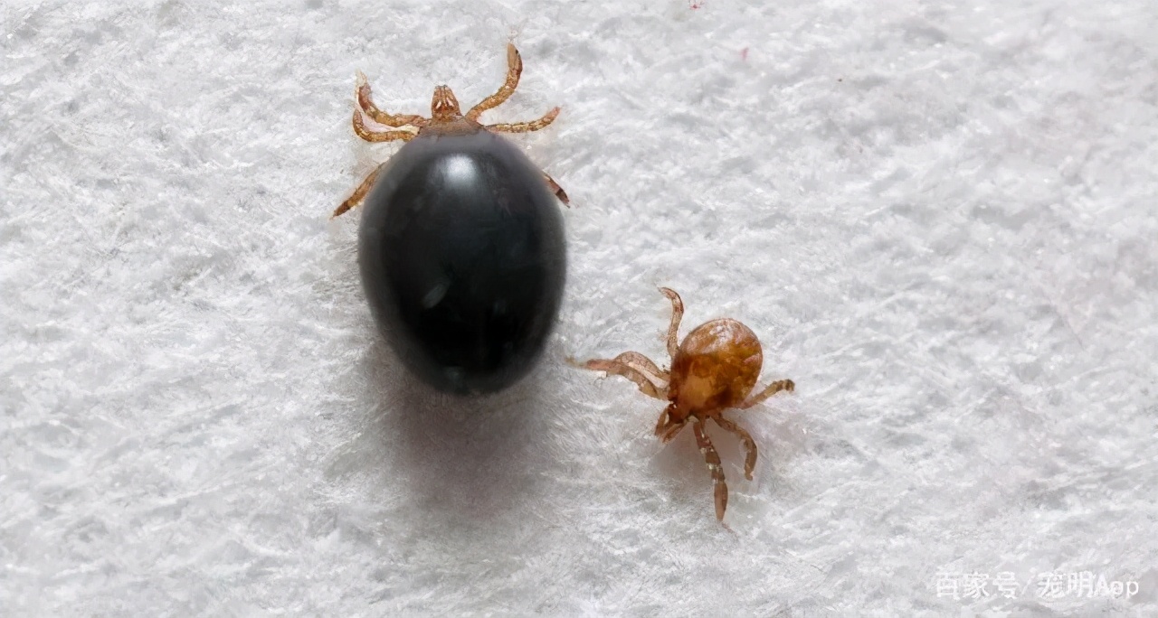 樱桃切开发现里面有很多虫子,樱桃里面的虫子是不是寄生虫