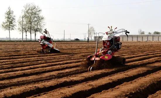为什么生姜会长白毛,为什么生姜长了很多毛