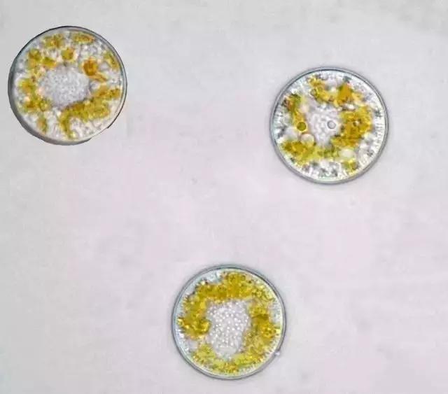 鱼类水产养殖需要哪些藻类,水产养殖显微镜下各种藻类