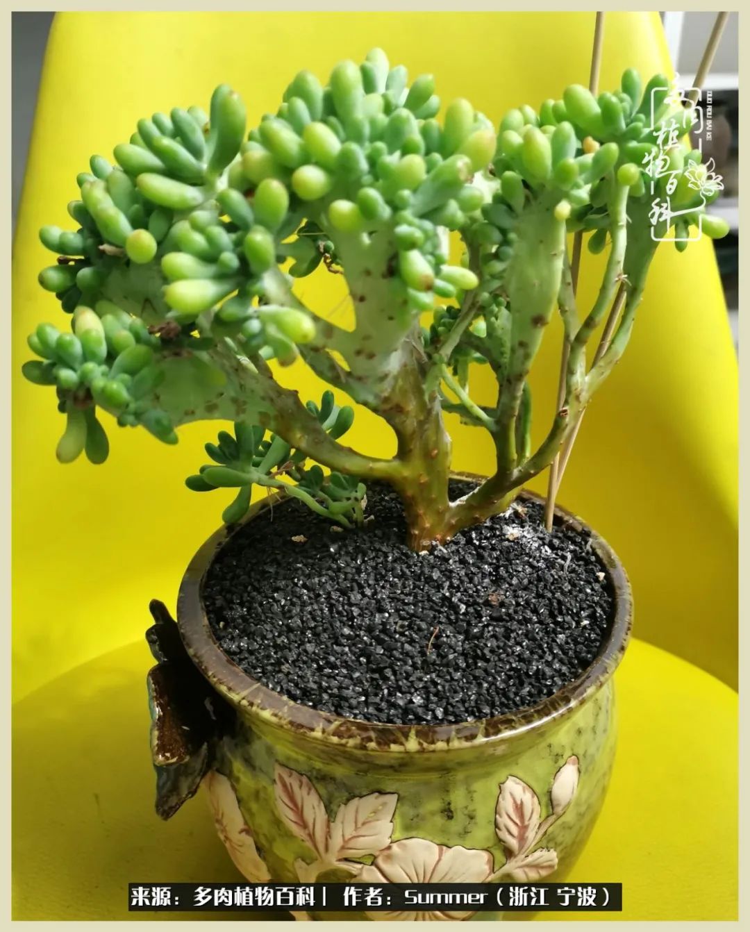 多肉小白新手入门,多肉新手上路请多指教