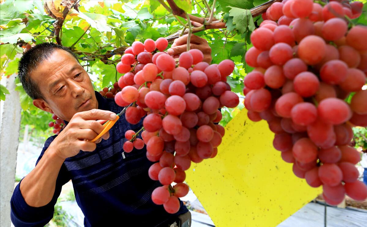 回农村创业种葡萄效益如何,农村小伙回家创业种葡萄