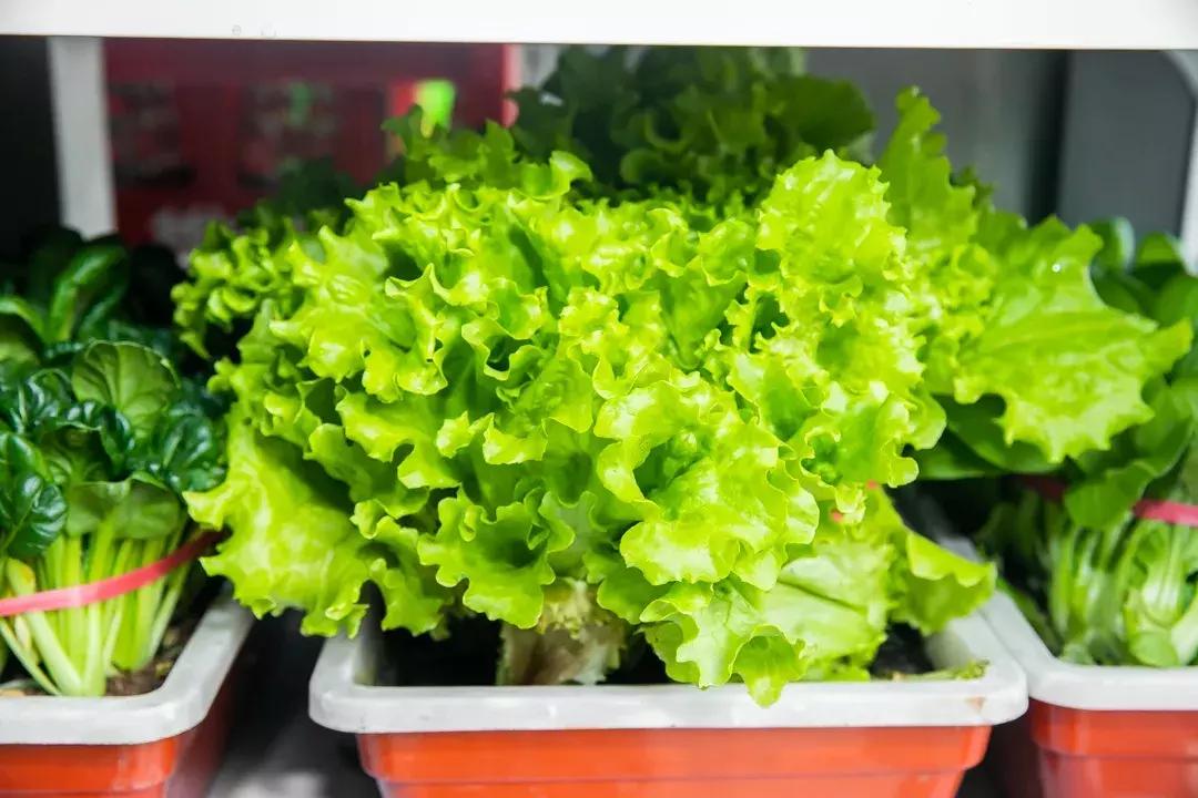 魔都惊现「2层楼小香港」，卖“蹦迪海鲜”！花胶鸡、6头鲍免费送