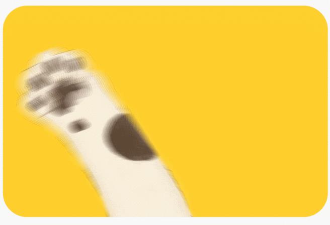 猫咪喂食自助吃太多,猫咪喂食建议用自动吗