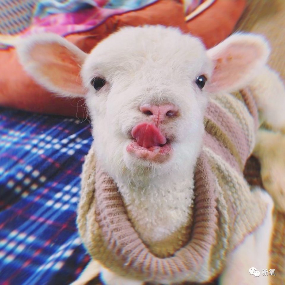 “人精”欧阳娜娜暗讽美合专睡男明星？扒完她的好友圈发现她极度