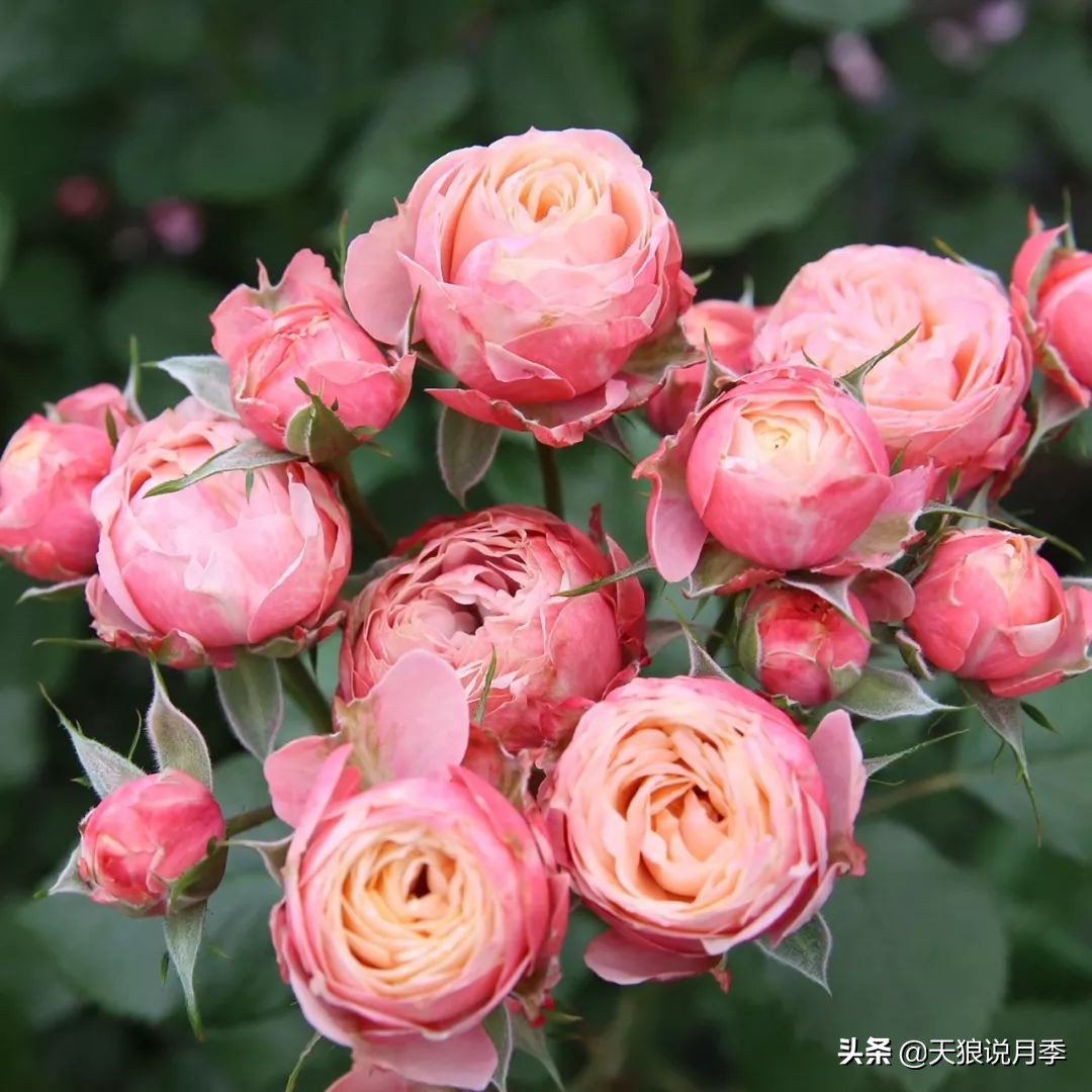 四月最浪漫的蔷薇花,最浪漫的四月花