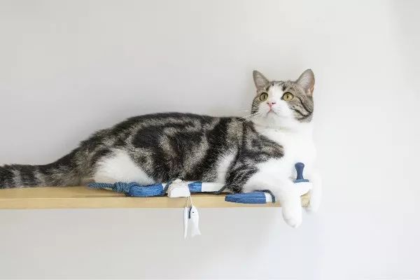 铲屎的时候怎么看猫咪是否软便,铲屎官必看完整视频