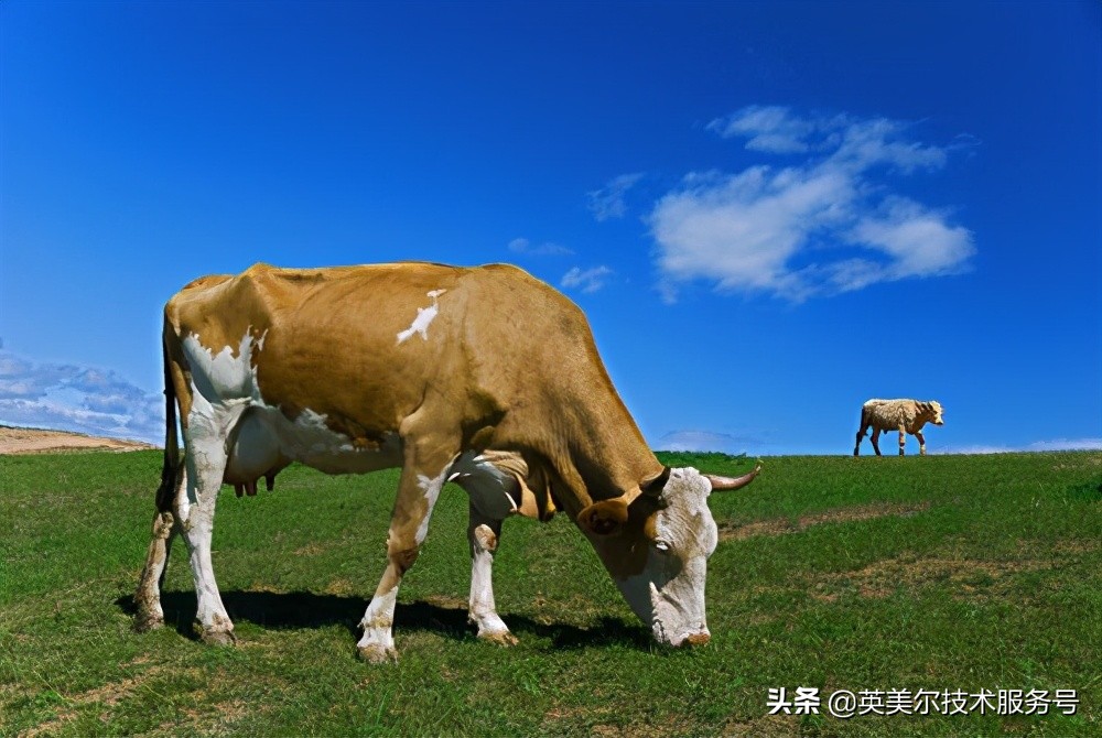 牛拉粪里带料渣是咋回事,牛粪便带料渣用什么药