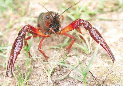 网箱混养鱼塘最佳搭配,鱼塘可以网箱形式养鱼么