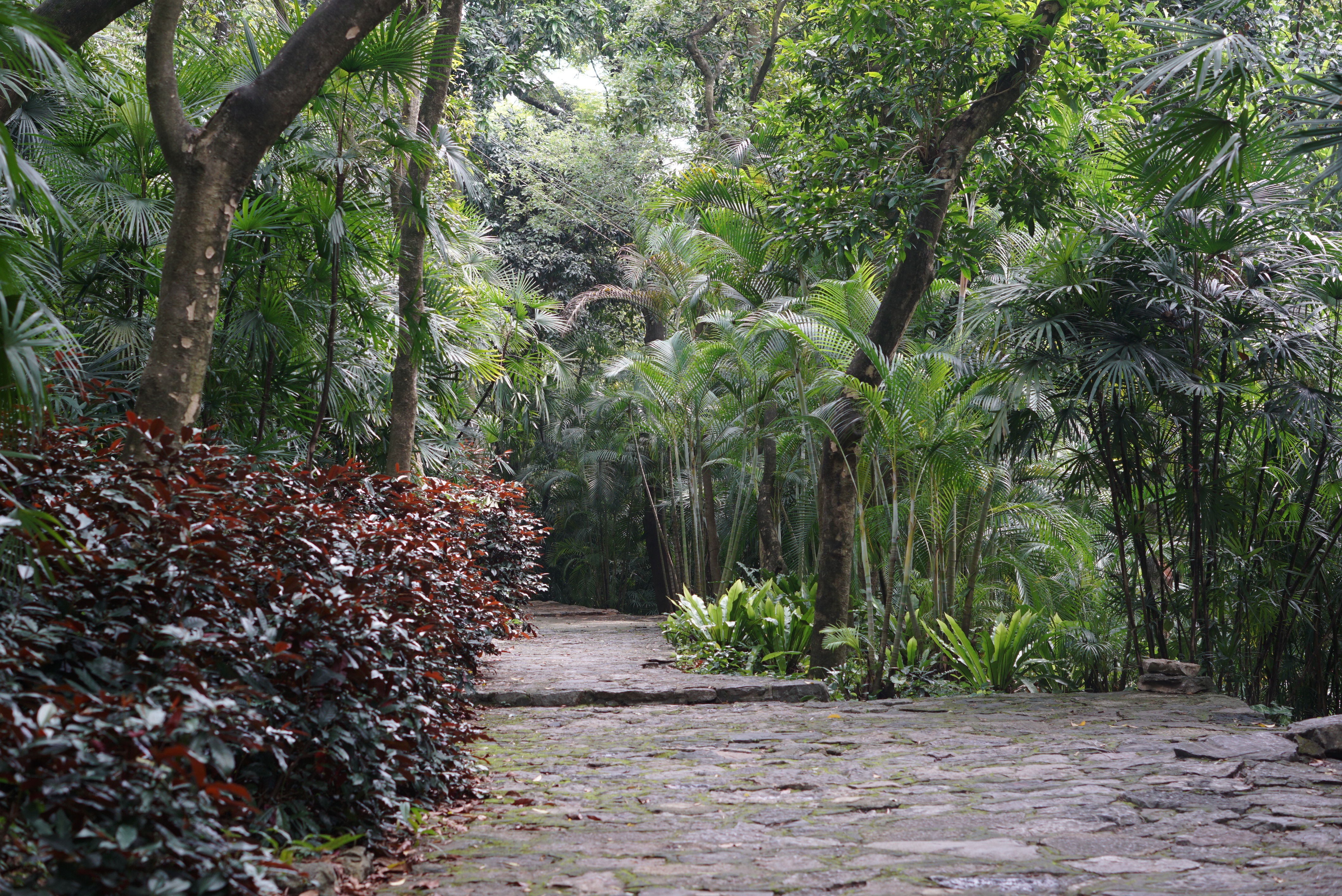 四季常绿红背桂,四季常绿的桂花树在背阴处开花吗