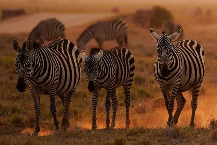 拥有大三元还有必要买镜头吗,最值得入手的5个镜头