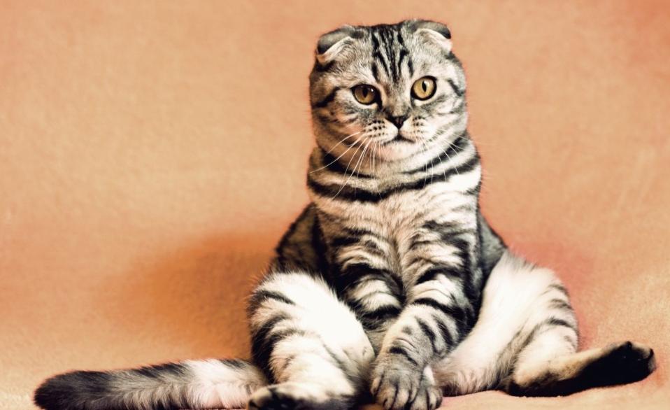 猫咪发情期怎么办？铲屎官们可以这样解决，快来看看吧